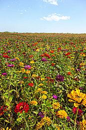 《宝可梦：大集结》新宝可梦“皮皮” 10月13日上线